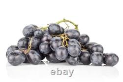 1 VERY RARE Autumn Royal Grape Vine Plant Big Sweet Organic