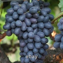 1 VERY RARE Autumn Royal Grape Vine Plant Big Sweet Organic