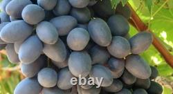 1 VERY RARE Autumn Royal Grape Vine Plant Big Sweet Organic