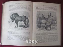 1902 IMPERIAL RUSSIA BOOK A. BREHM LIFE OF ANIMALS with230 PICTURES VERY RARE