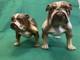 2 VTG Very Rare Royal Doulton Bulldog Standing HN 1045 & HN 1046