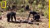 Aftermath Of A Chimpanzee Murder Caught In Rare Video National Geographic