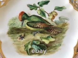 Antique Rare & Very Fine Royal Crown Derby Porcelain Gorgeous Bird Cabinet Plate