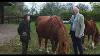 Hrh The Princess Royal On The Fight To Save The Critically Endangered Suffolk Punch