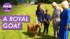 King Charles Presents A Royal Title To A Rare Goat