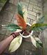 Rare Plant Philodendron Red Imperial Variegated Very Large Size