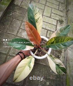 Rare Plant Philodendron Red Imperial Variegated Very Large Size