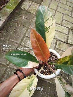 Rare Plant Philodendron Red Imperial Variegated Very Large Size