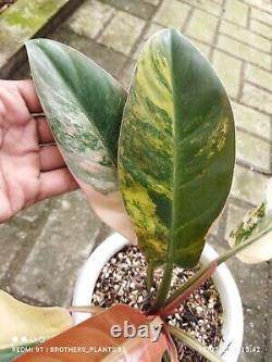 Rare Plant Philodendron Red Imperial Variegated Very Large Size