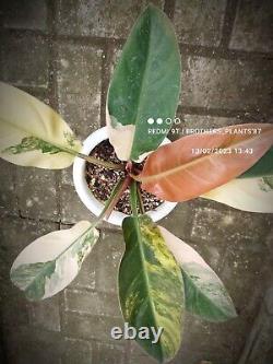 Rare Plant Philodendron Red Imperial Variegated Very Large Size