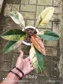 Rare Plant Philodendron Red Imperial Variegated Very Large Size