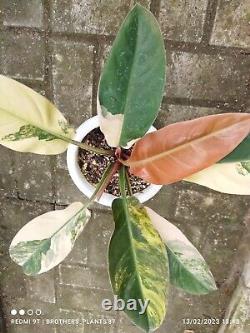 Rare Plant Philodendron Red Imperial Variegated Very Large Size