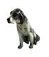 Royal Doulton Seated English Setter with Collar 6.5 HN975 1929 Very Rare VTG