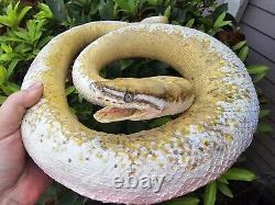 Taxidermy Reptile Snake Royal #4 Big Like Cobra Rattlesnake Lizard Very RARE Odd