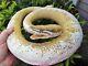 Taxidermy Reptile Snake Royal #4 Big Like Cobra Rattlesnake Lizard Very RARE Odd