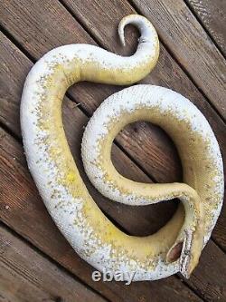 Taxidermy Reptile Snake Royal #4 Big Like Cobra Rattlesnake Lizard Very RARE Odd