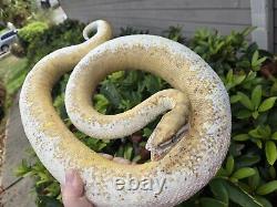 Taxidermy Reptile Snake Royal #4 Big Like Cobra Rattlesnake Lizard Very RARE Odd