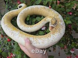 Taxidermy Reptile Snake Royal #4 Big Like Cobra Rattlesnake Lizard Very RARE Odd