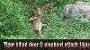 Tiger Attack Kill Deer Vs Elephant Attack Tiger Very Rare Video Jim Corbett National Park Dhikala