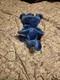 Ty Beanie Buddy Peanut The Elephant Royal Blue VERY RARE! MWMT