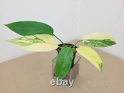 VARIEGATED PHILODENDRON'HORNE ROYAL QUEEN' VARIEGATA Very RARE