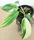 VARIEGATED PHILODENDRON'HORNE ROYAL QUEEN' VARIEGATA Very RARE! +FREE HEAT