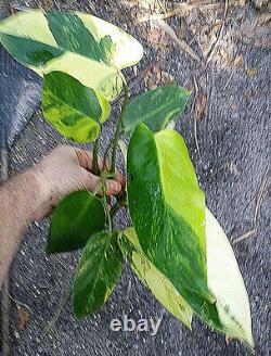 VARIEGATED PHILODENDRON'HORNE ROYAL QUEEN' VARIEGATA Very RARE +FREE HEAT