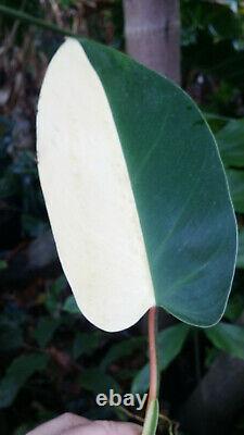 VARIEGATED PHILODENDRON'HORNE ROYAL QUEEN' VARIEGATA Very RARE! +FREE HEAT
