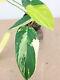 VARIEGATED PHILODENDRON'HORNE ROYAL QUEEN' VARIEGATA Very RARE! +Free Heat