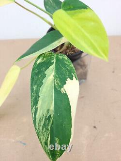 VARIEGATED PHILODENDRON'HORNE ROYAL QUEEN' VARIEGATA Very RARE! +Free Heat