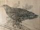 Very Beautiful Engraving Joseph Hecht Royal Eagle Art Animal Rare 1928 Antique