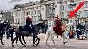 Very Rare Sighting Of The King S White Horse At Buckingham Palace