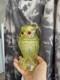 Very rare Summit / Imperial Glass Candy Jar Owl Vaseline Uranium Iridescent Mint
